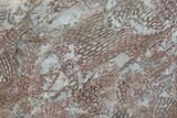 Ordovician Graptolite (Araneograptus) Plate - Morocco #174310-3
